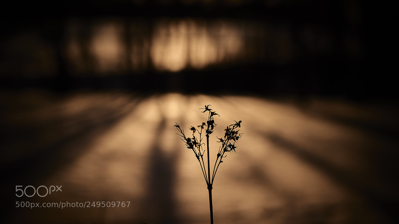 Nikon D800E sample photo. Silhouettes & shadows photography