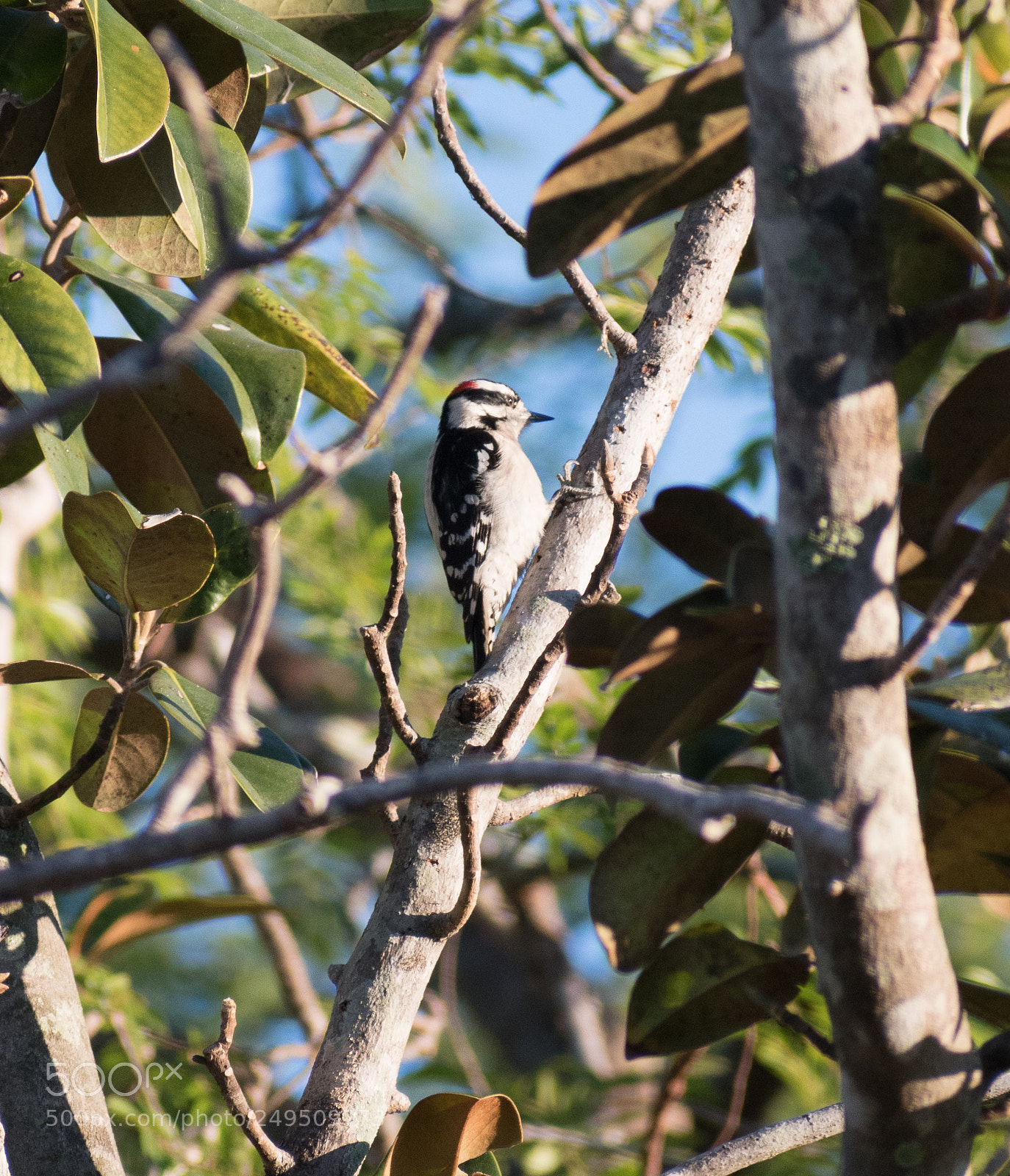 Nikon D5500 sample photo. Downy woodpecker photography