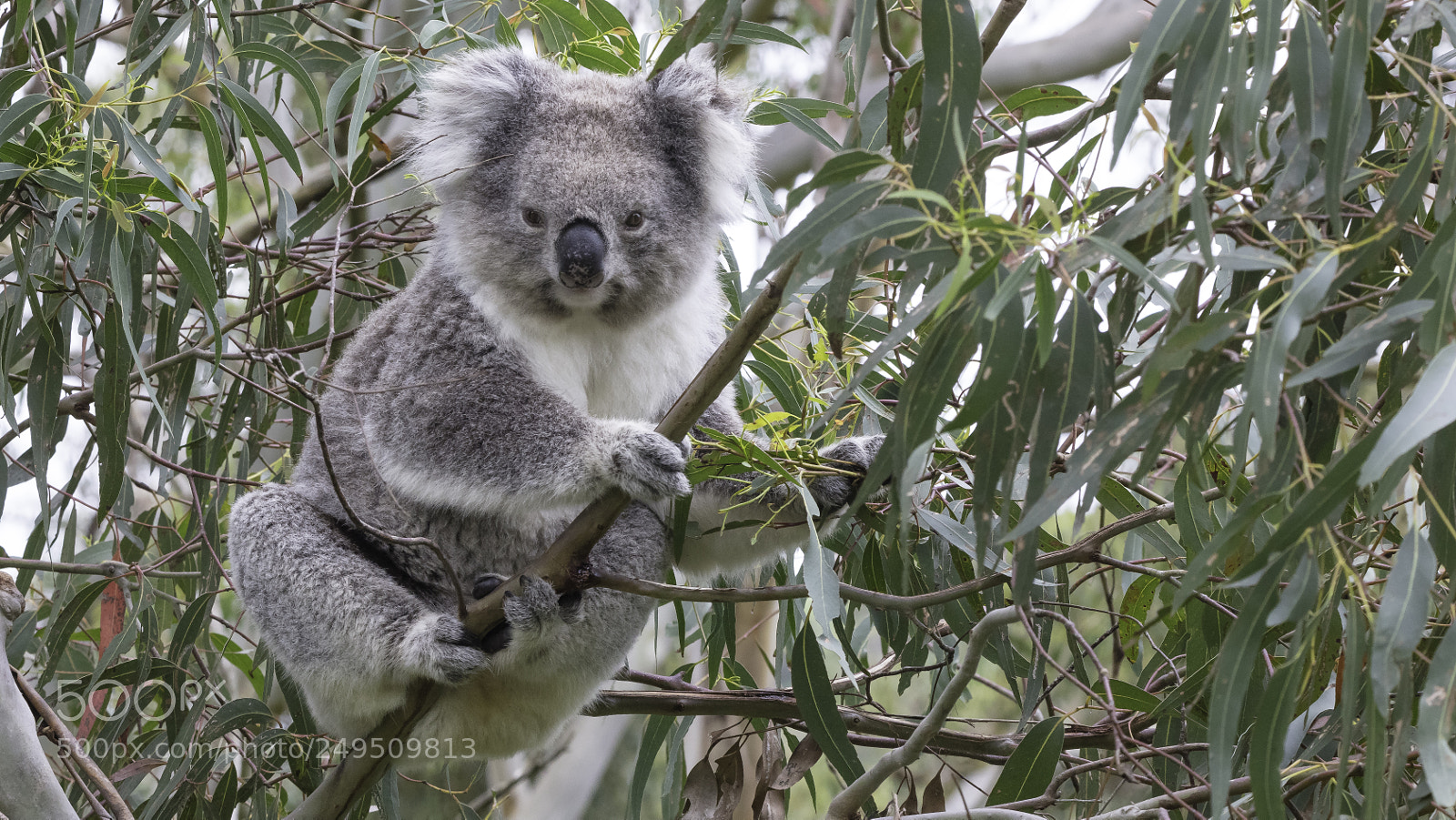 Canon EOS 5DS sample photo. Koala photography