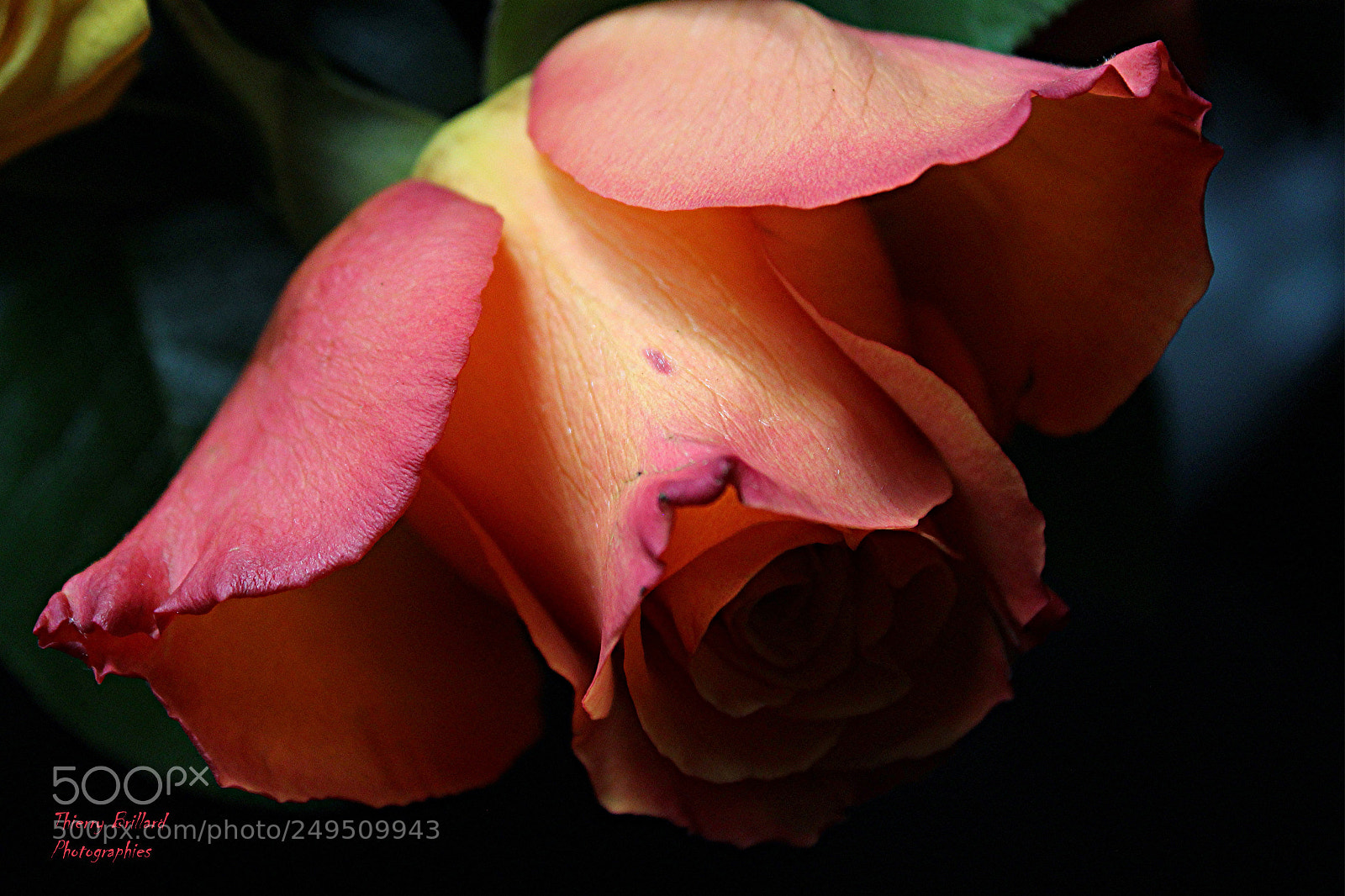 Canon EOS 600D (Rebel EOS T3i / EOS Kiss X5) sample photo. Splendeur orange photography