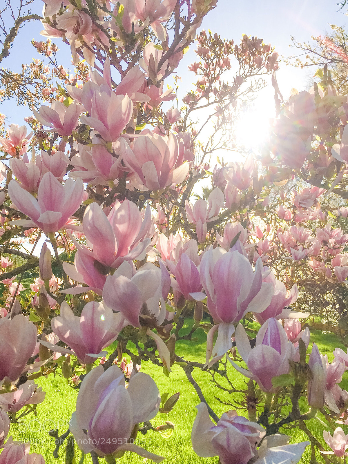 Apple iPhone 6s Plus sample photo. Magnolia photography