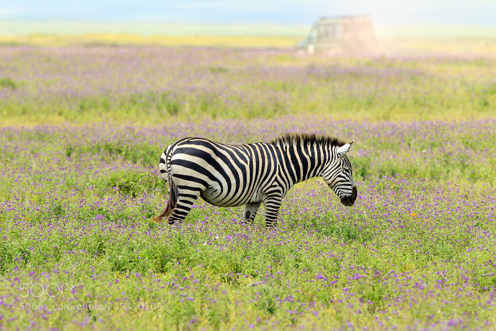 Canon EOS-1D Mark IV sample photo. A plains zebra in photography