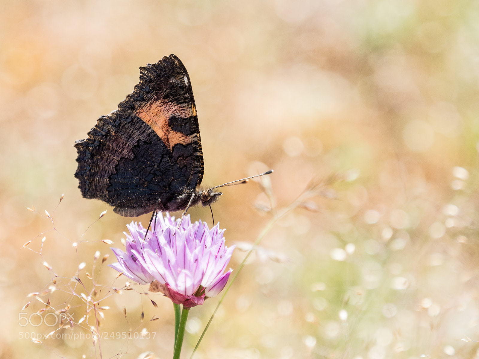 Olympus OM-D E-M5 II sample photo. Colorful butterfly small tortoiseshell photography