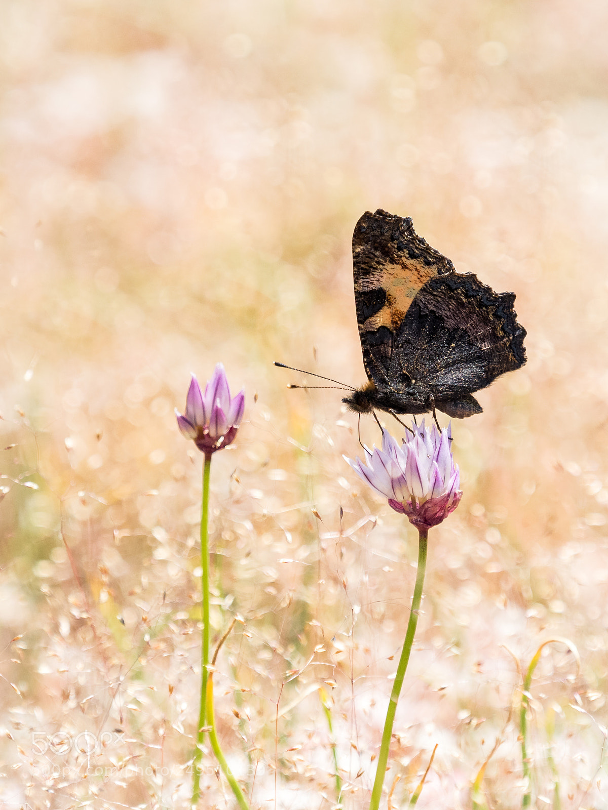 Olympus OM-D E-M5 II sample photo. Colorful butterfly small tortoiseshell photography