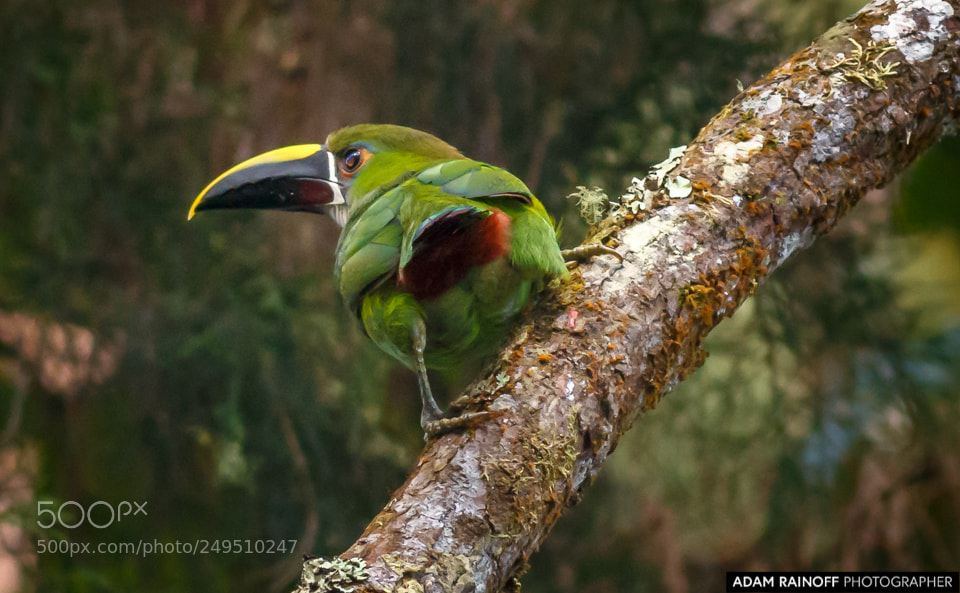 Canon EOS 70D sample photo. Northern andean toucanet otun photography