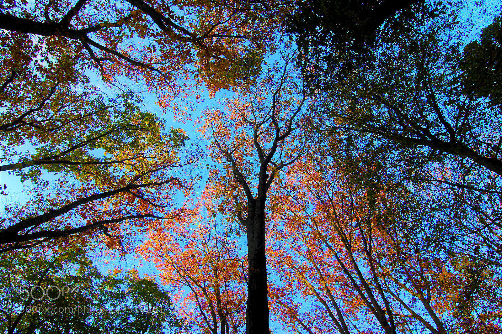 Canon EOS 600D (Rebel EOS T3i / EOS Kiss X5) sample photo. Various autumn colours photography