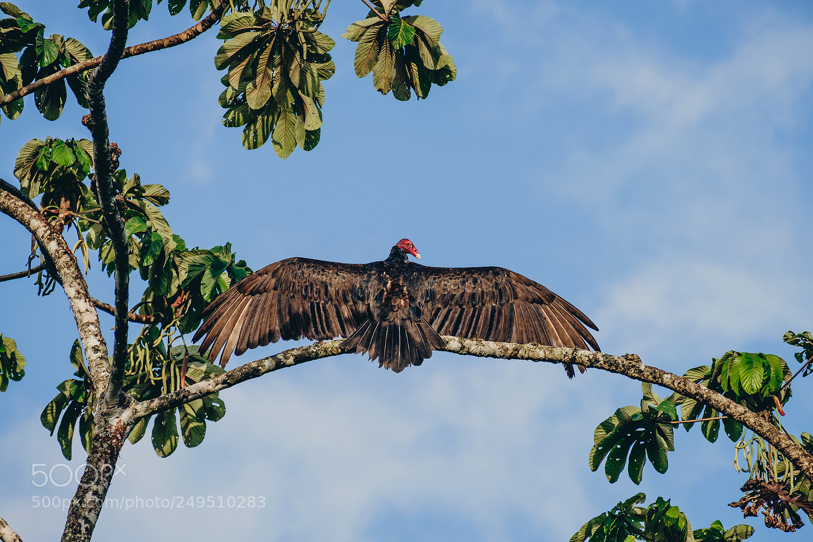 Fujifilm X-T10 sample photo. Costa rica | turkey vulture | 1 photography
