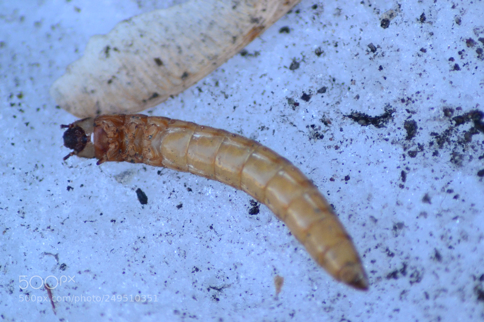 Nikon D3100 sample photo. Insect photography
