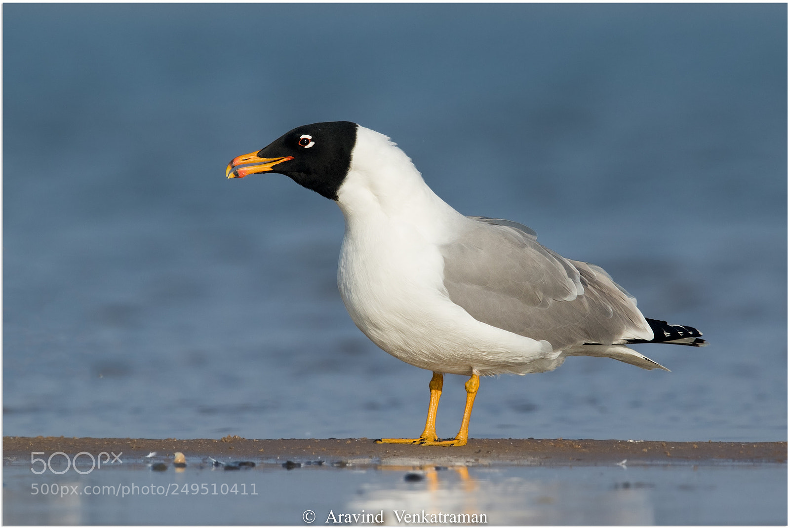 Canon EOS 7D Mark II sample photo. Pallas gull photography
