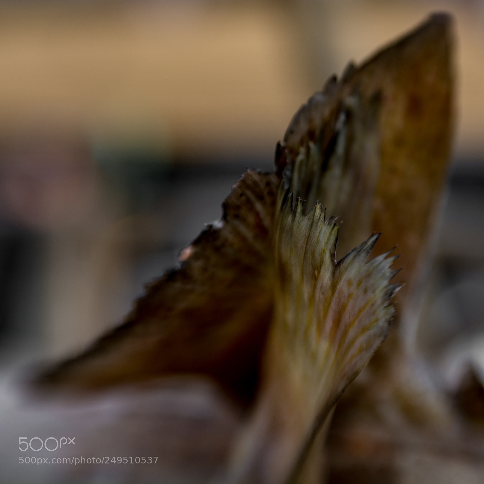 Nikon D7100 sample photo. Day 723 photography