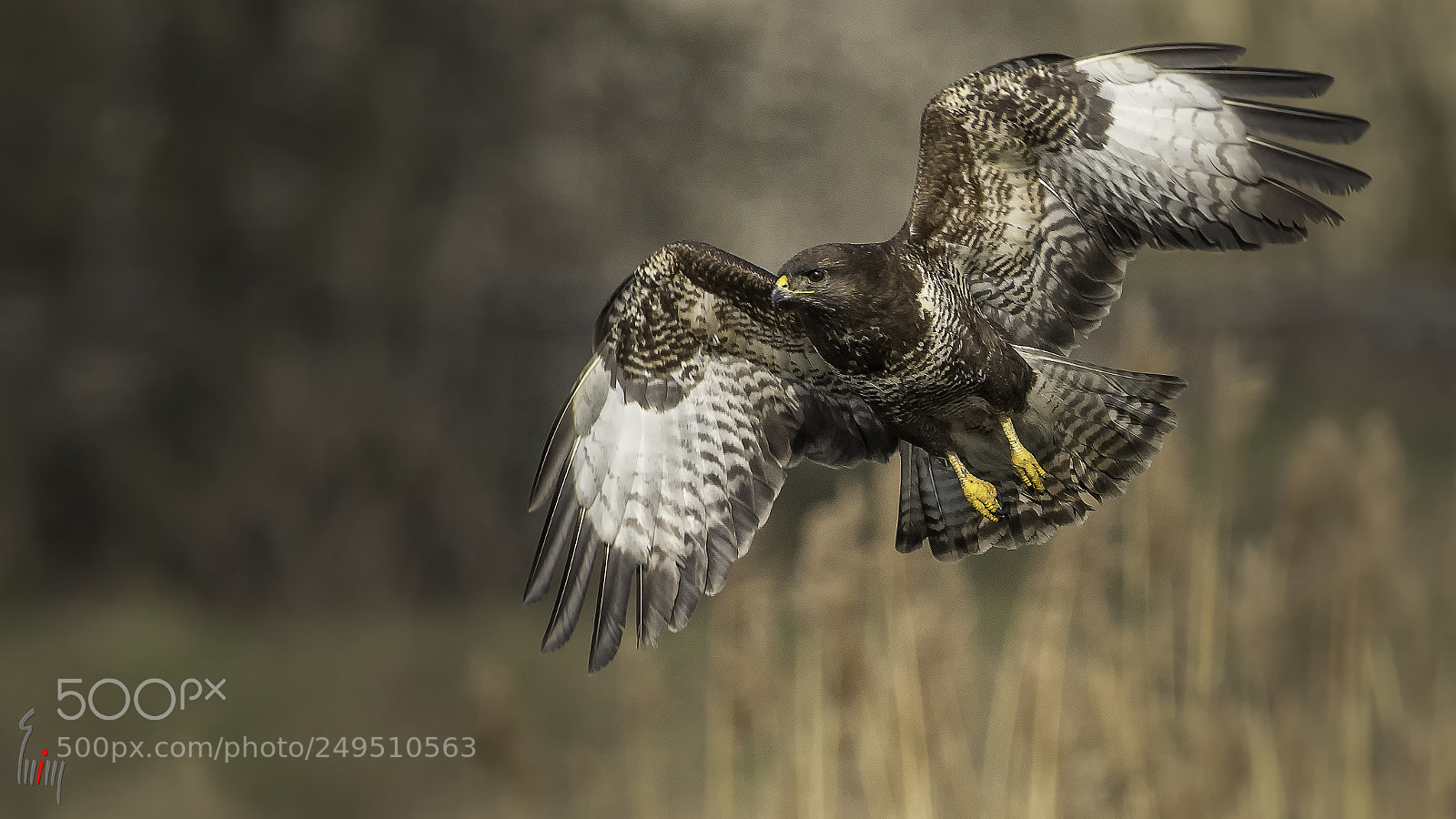Nikon D500 sample photo. Buteo buteo in flight photography