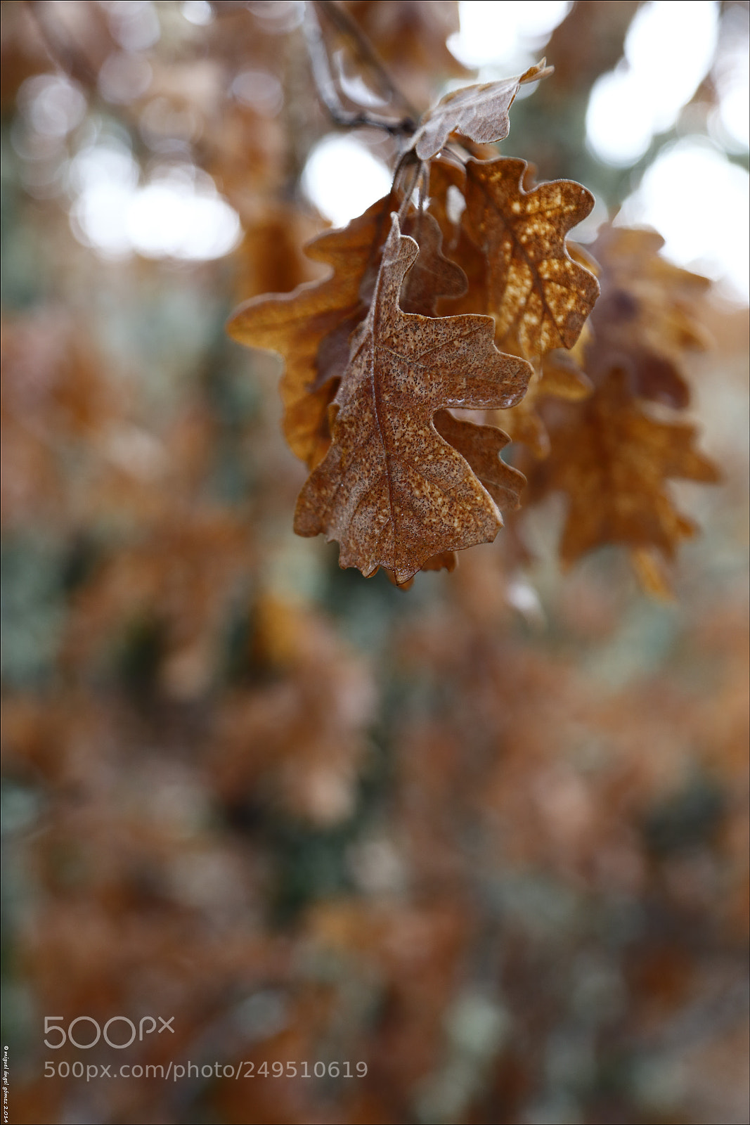 Canon EOS 6D sample photo. 2014_sanabria_leaves 01 photography