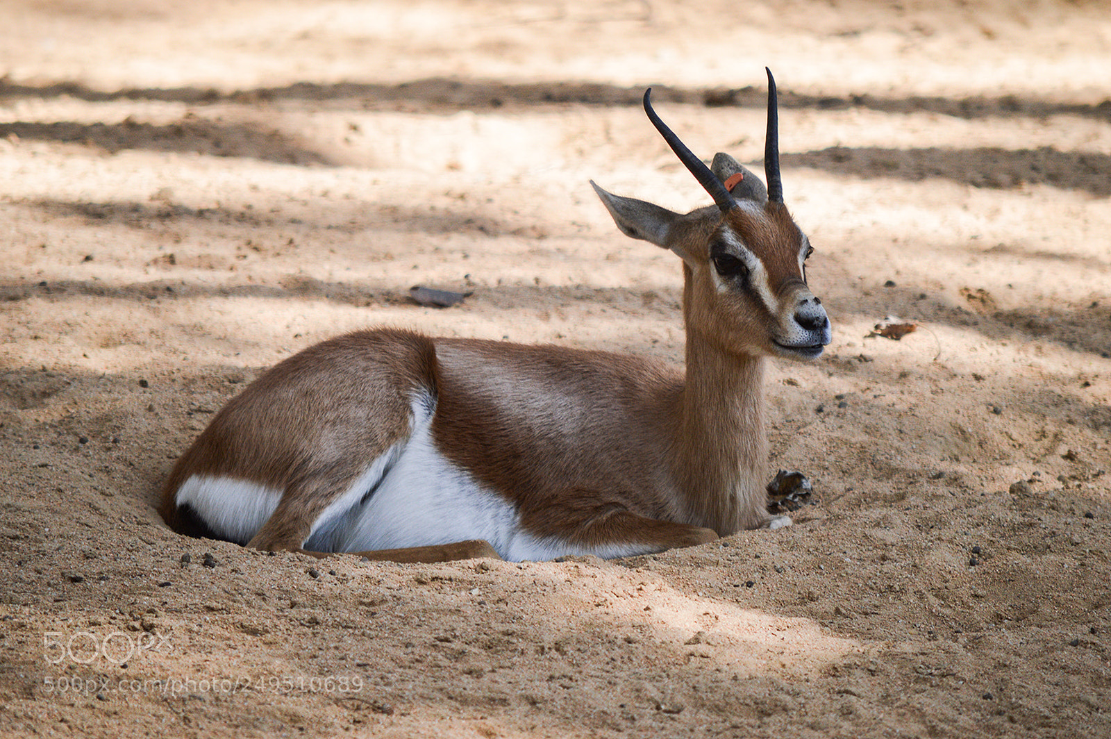 Nikon D3200 sample photo. Gazelle photography