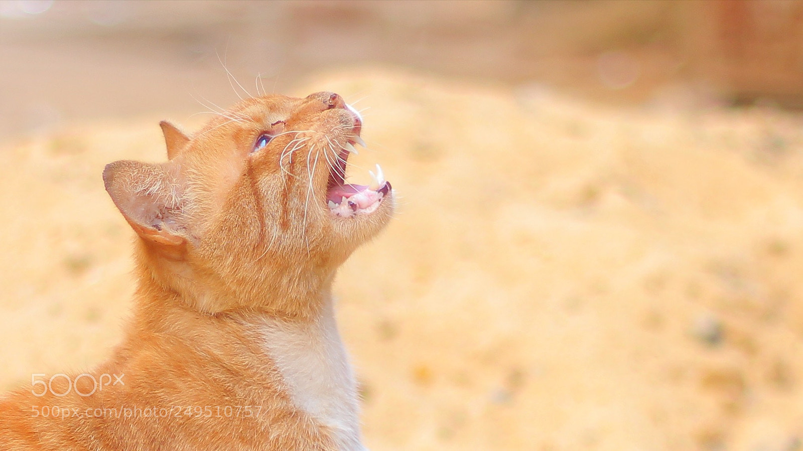 Canon EOS 650D (EOS Rebel T4i / EOS Kiss X6i) sample photo. Wild cat photography