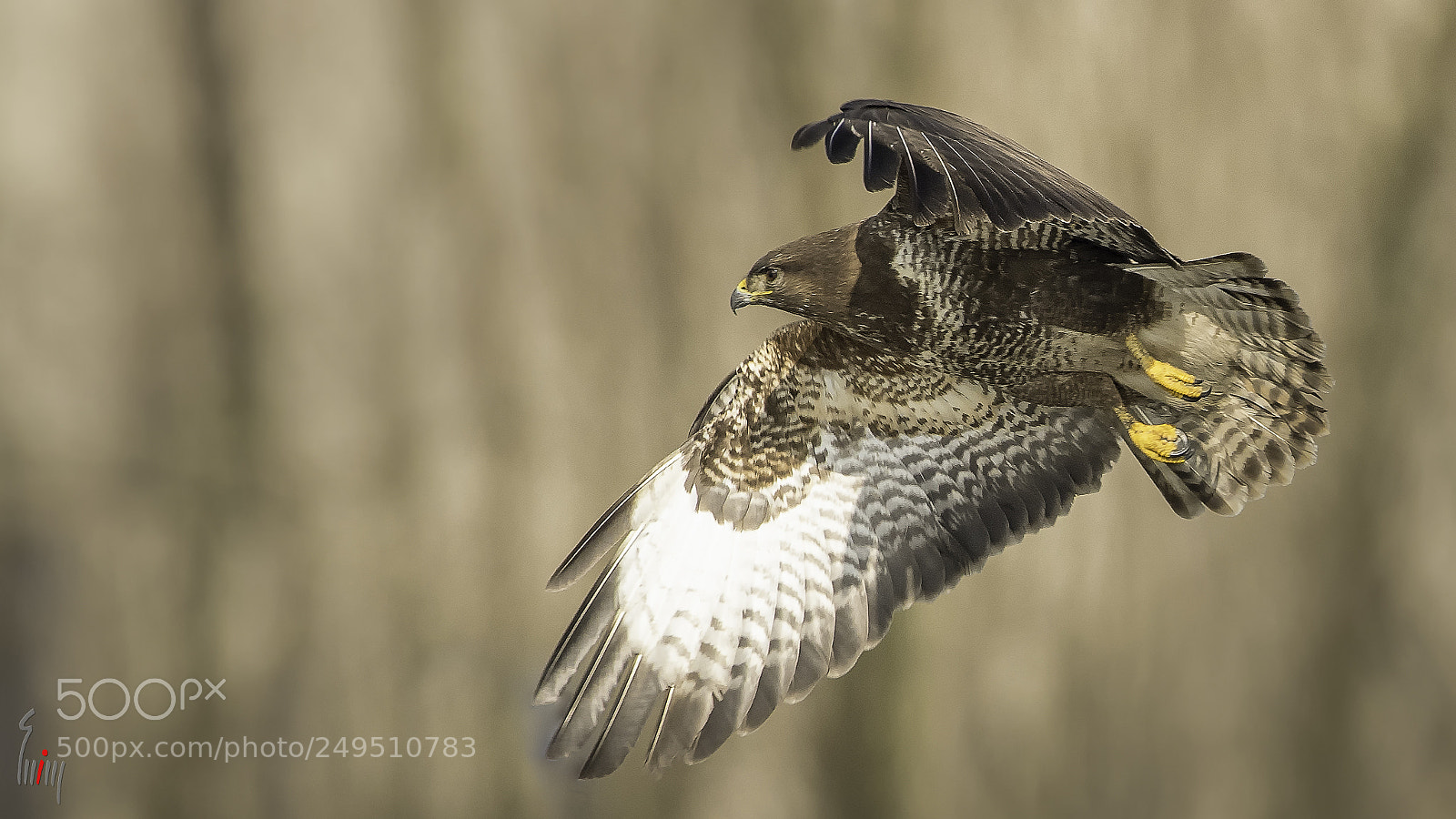 Nikon D500 sample photo. Buteo buteo in flight (2) photography
