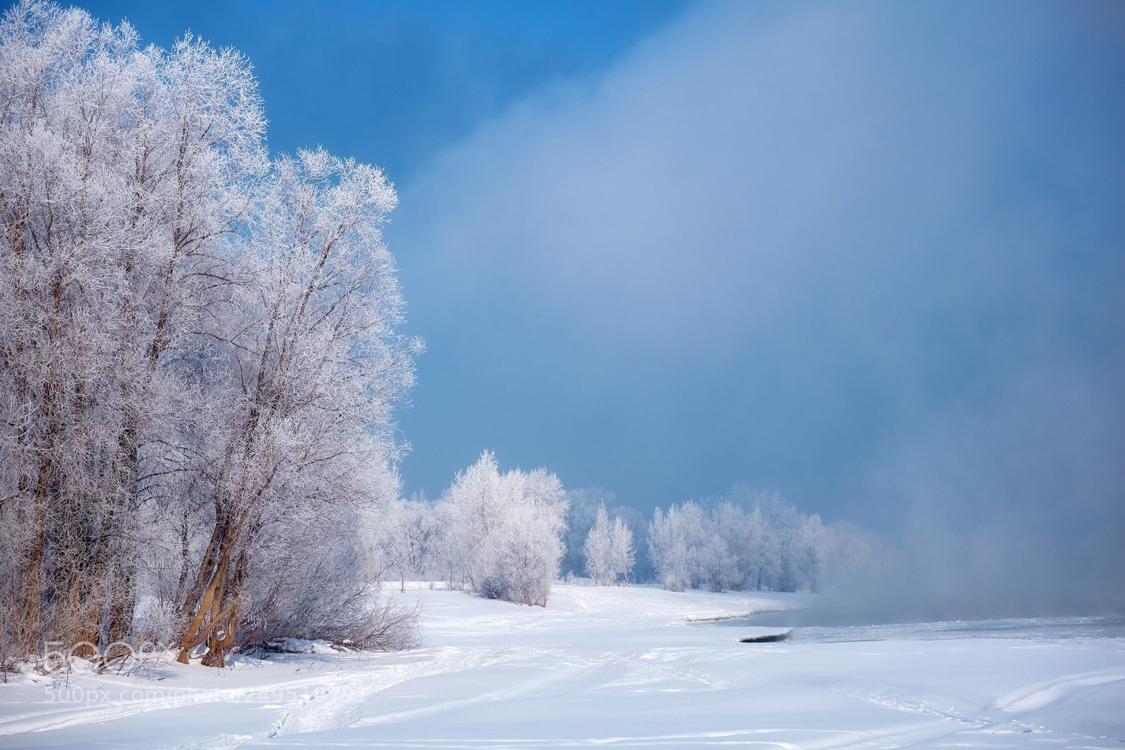 Fujifilm X-M1 sample photo. Winter forest photography