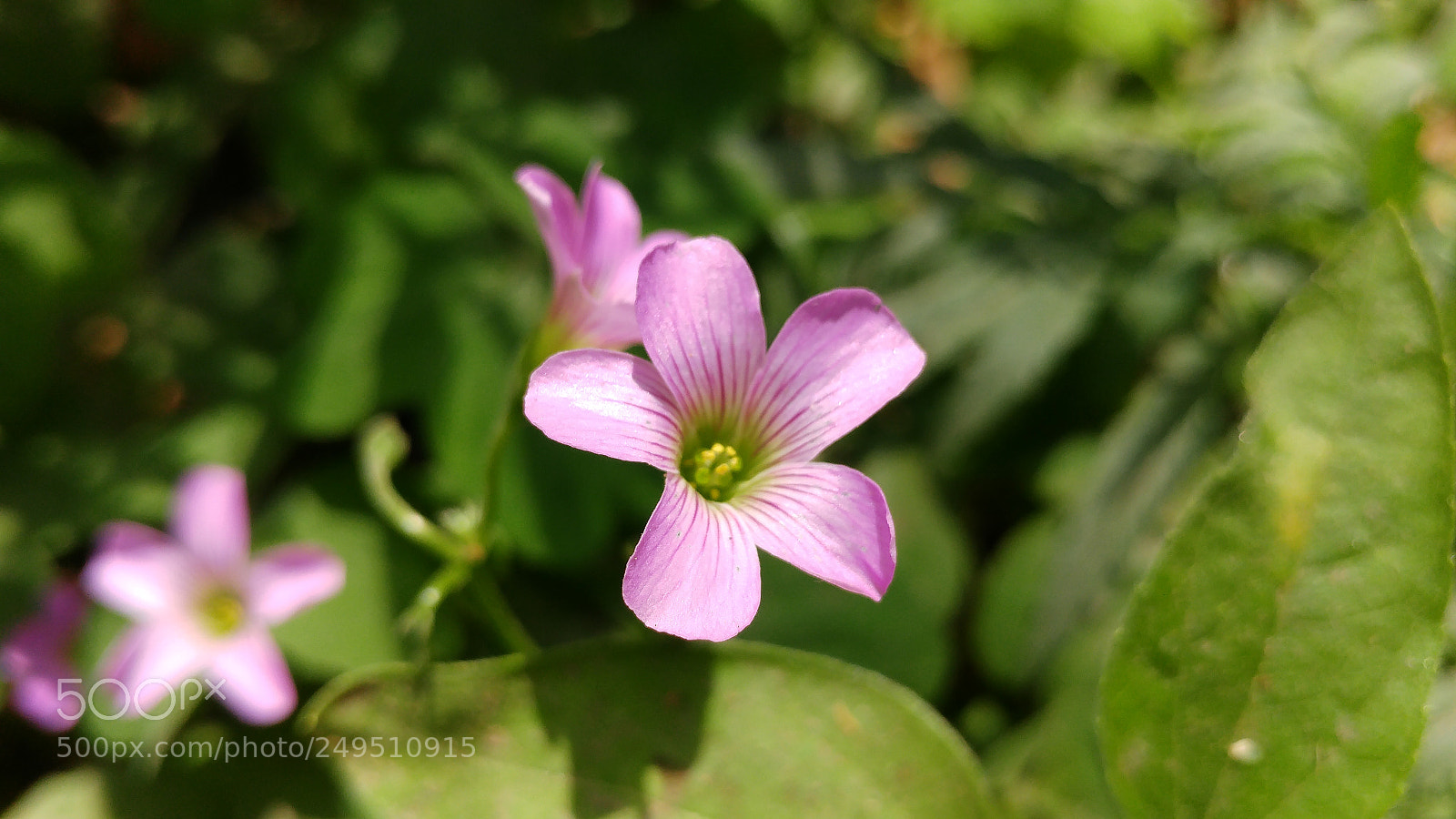 LG G5 sample photo. Flower photography