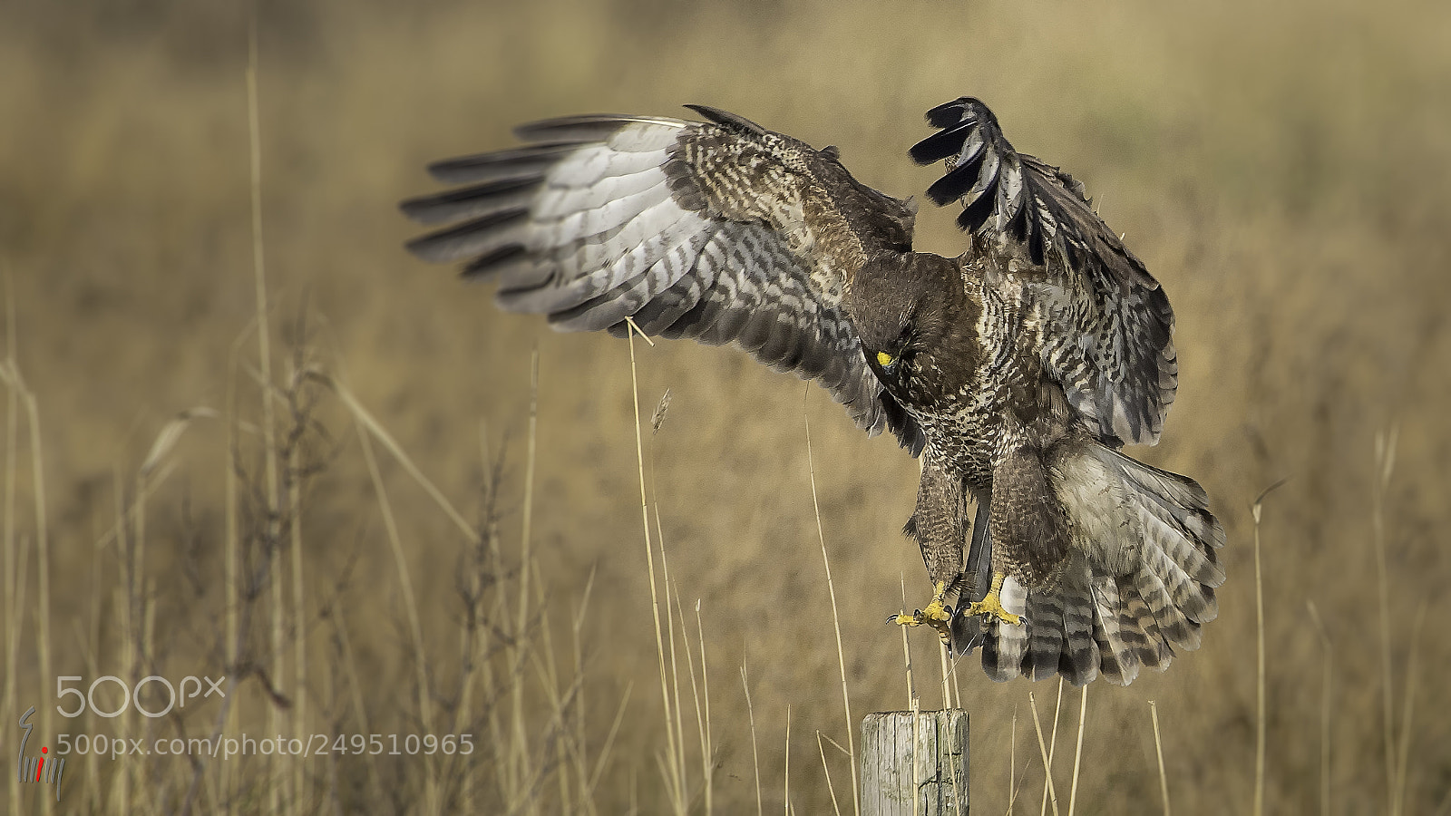 Nikon D500 sample photo. Buteo buteo landing photography