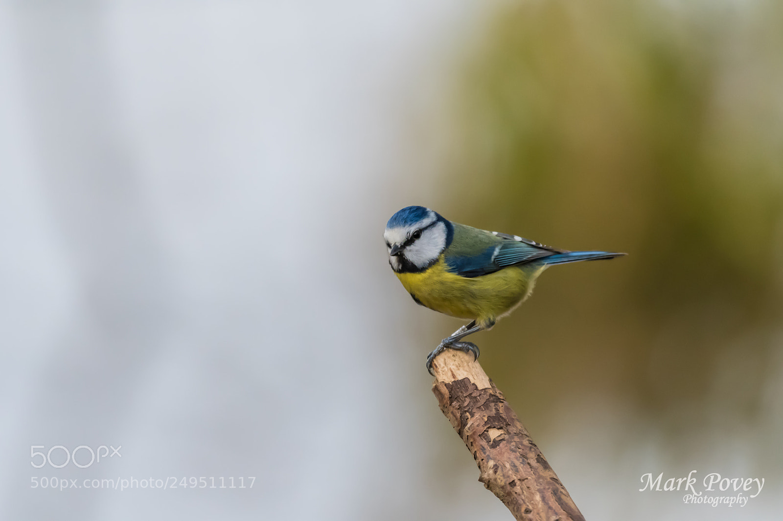 Nikon D500 sample photo. Blue tit photography