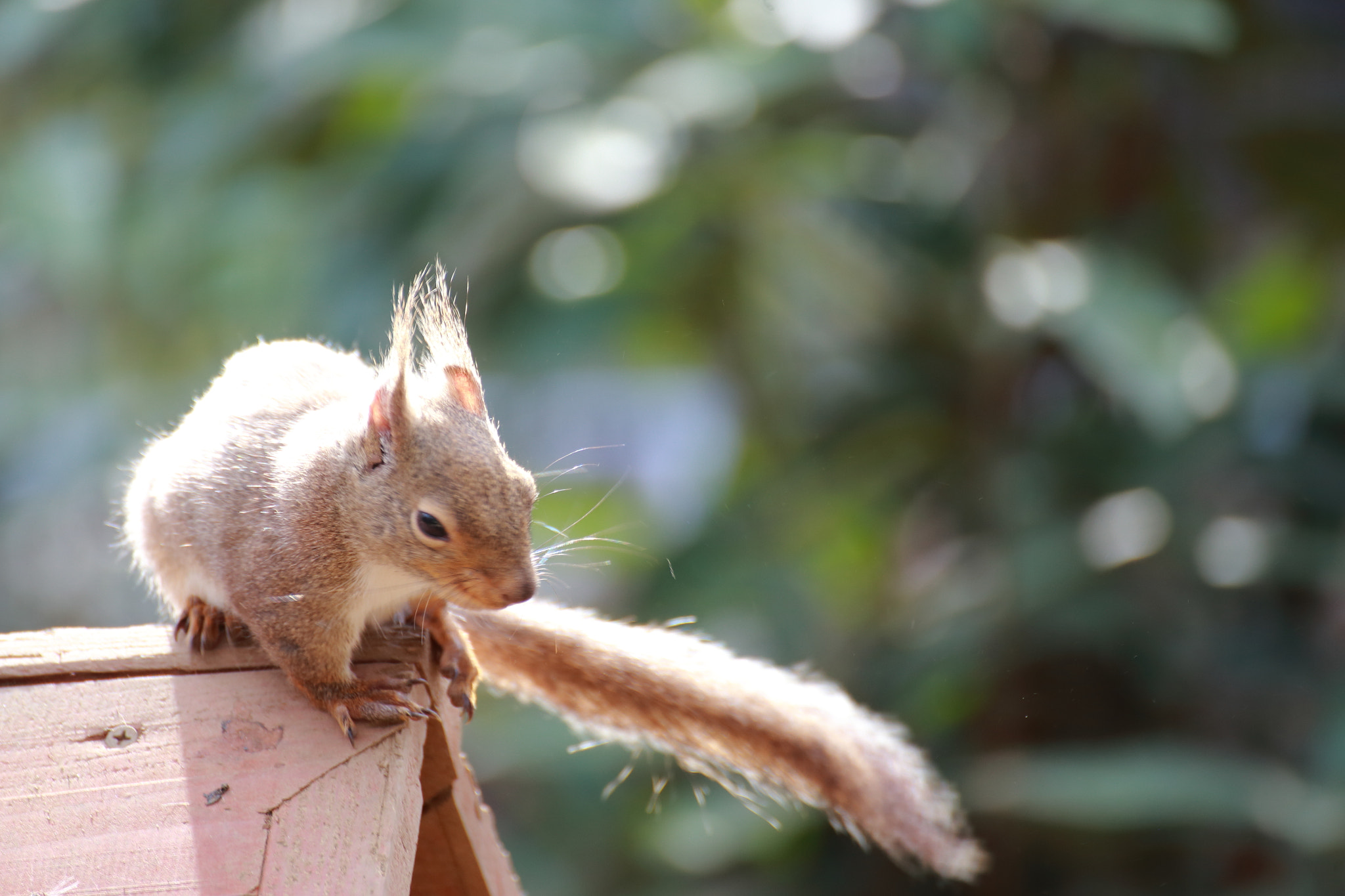 Canon EOS 6D + Tamron SP 70-300mm F4-5.6 Di VC USD sample photo. Squirrel in the park photography