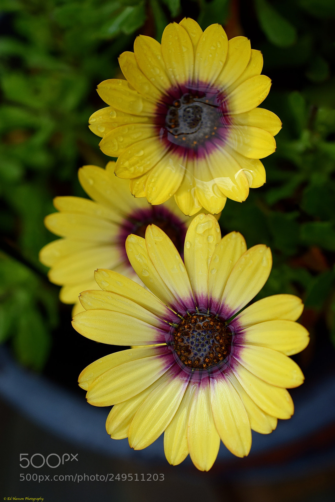 Nikon D3300 sample photo. Rain catchers photography
