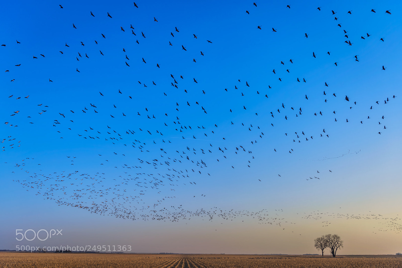 Nikon D810 sample photo. Sandhill cranes in flight photography