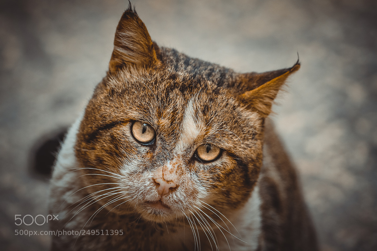 Canon EOS 7D sample photo. Cat photography