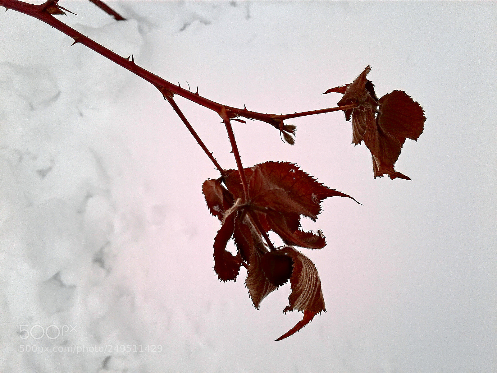 Samsung Galaxy J1 sample photo. Raspberries leaves photography