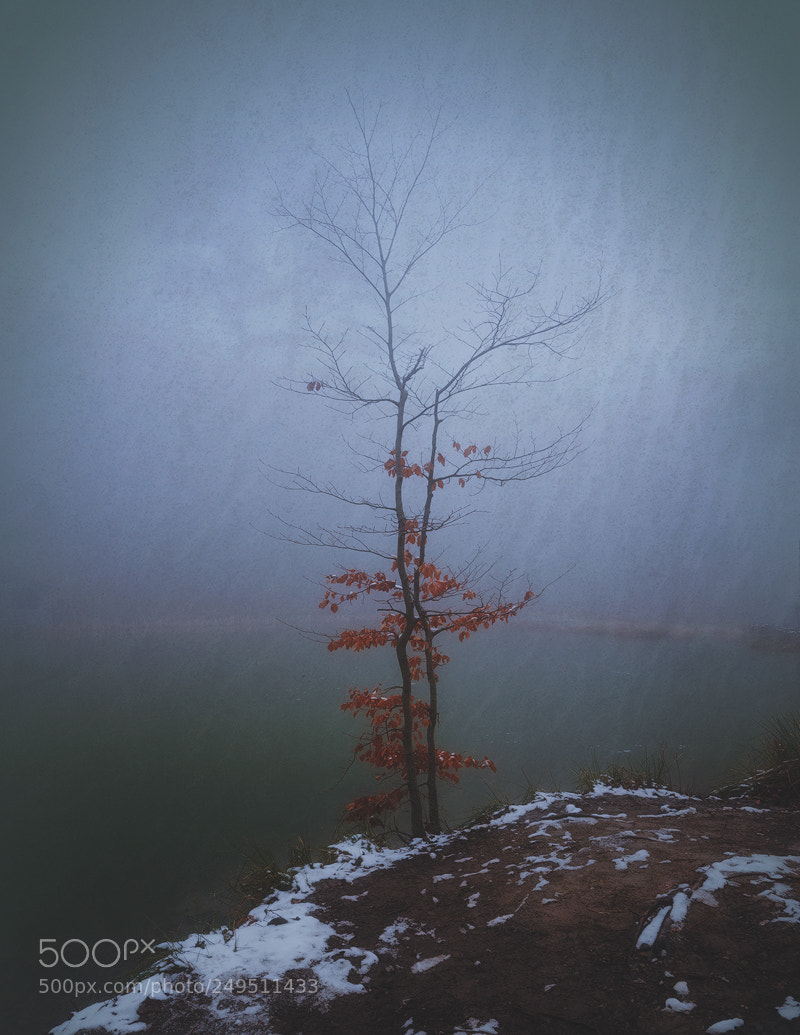 Nikon D610 sample photo. A lonely one photography