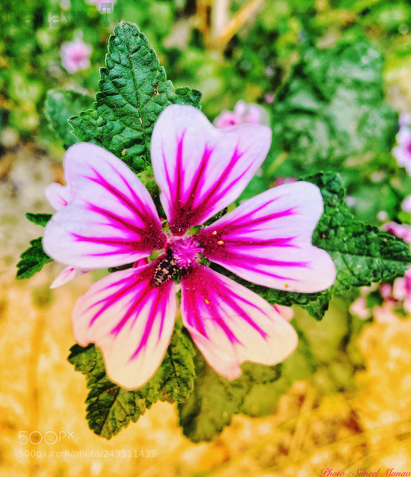 Apple iPhone SE sample photo. Untitled photography