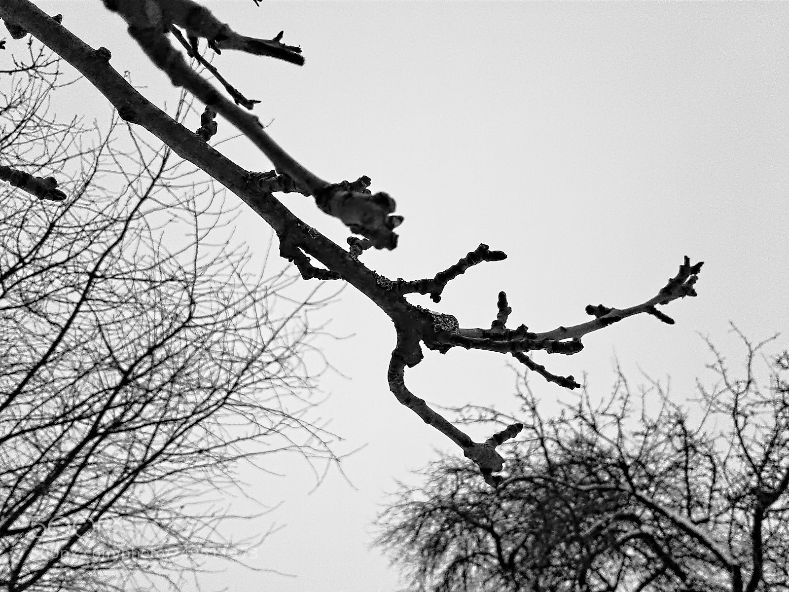 Samsung Galaxy J1 sample photo. Trees and branches photography