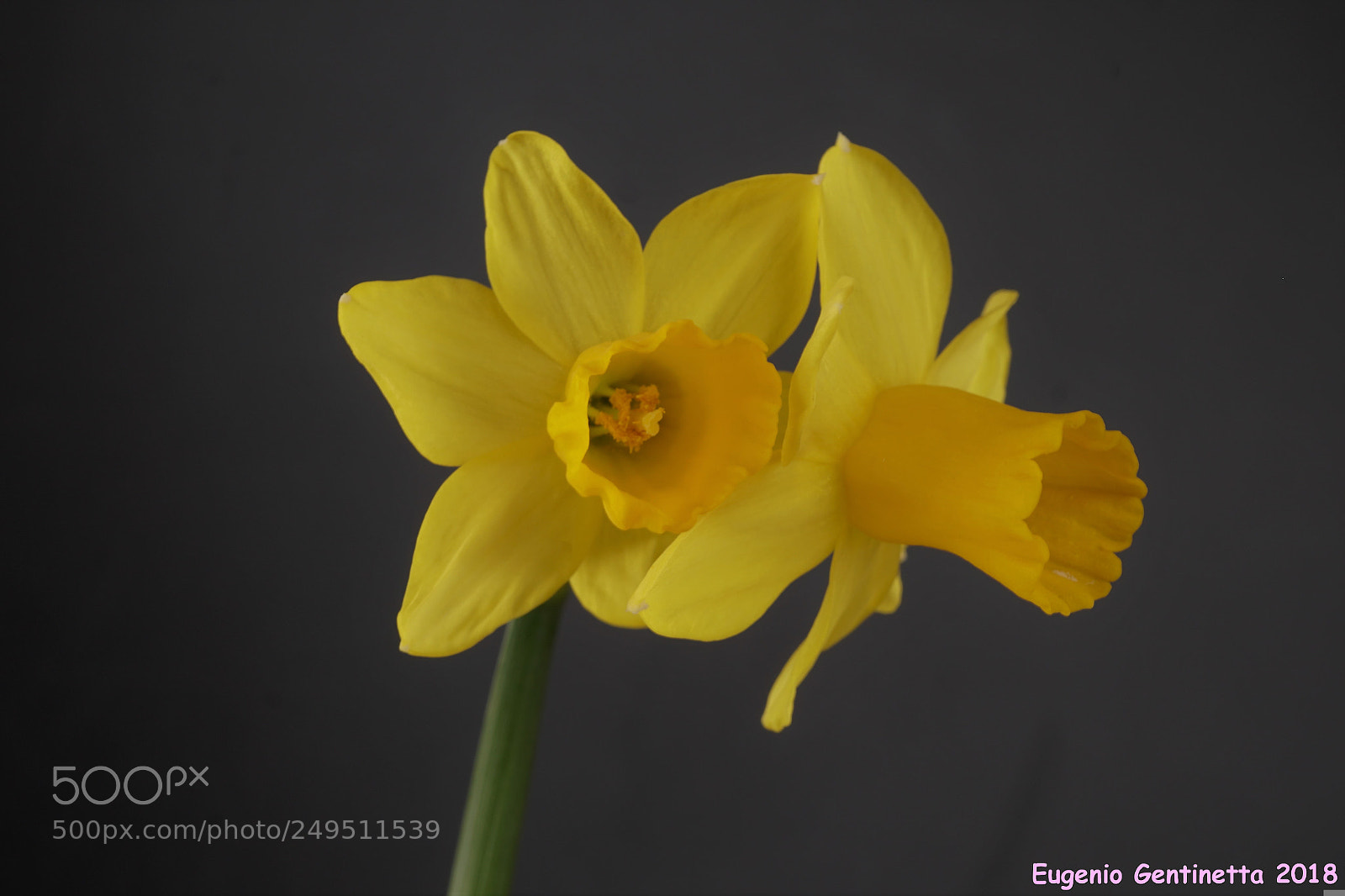 Sony a6500 sample photo. Narcisi 't te- -t photography