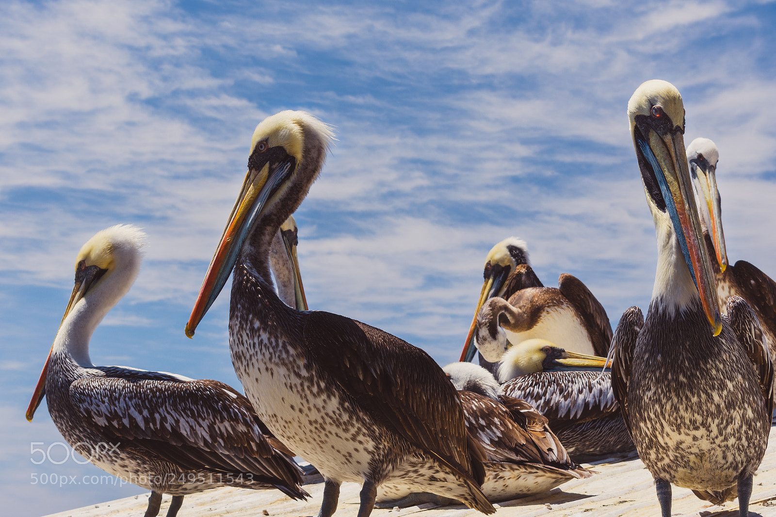 Nikon D3400 sample photo. Pelicans photography