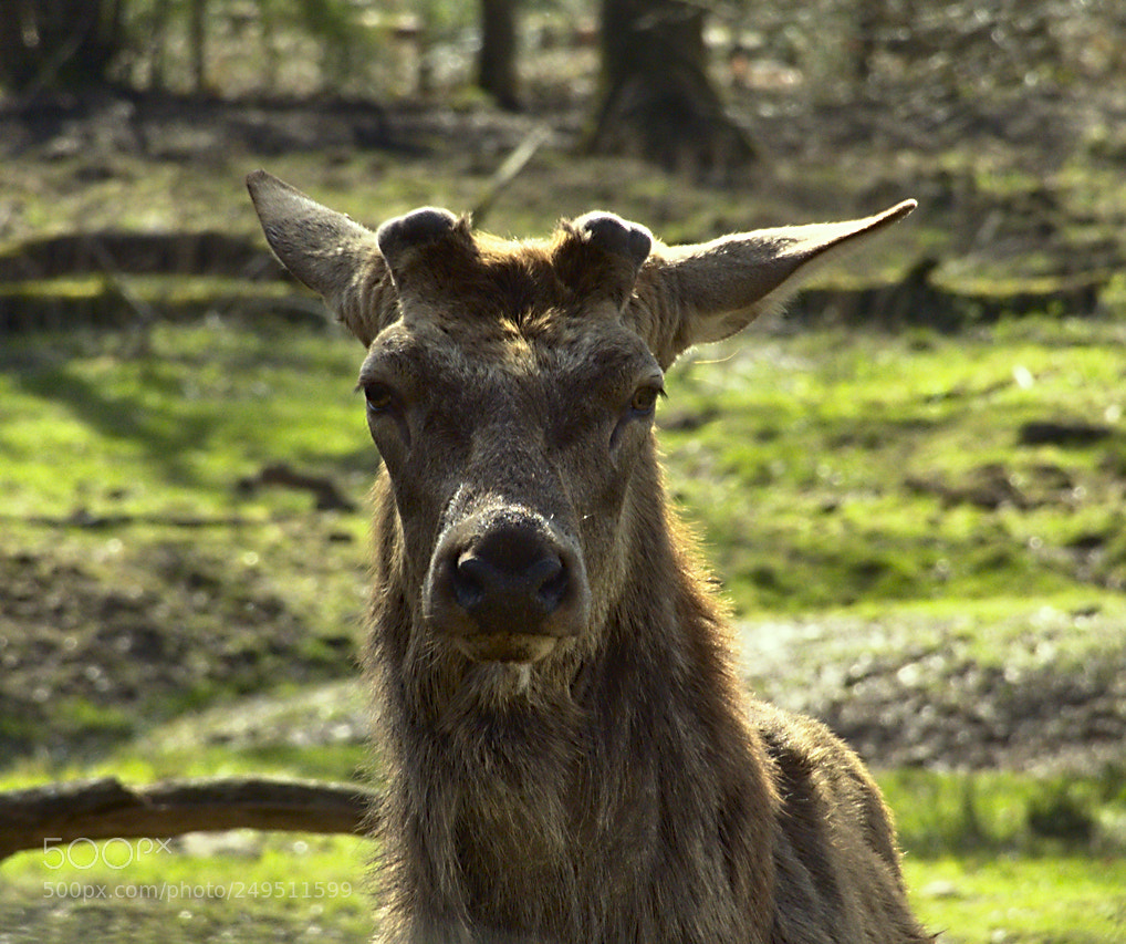 Nikon D5600 sample photo. Cerf photography