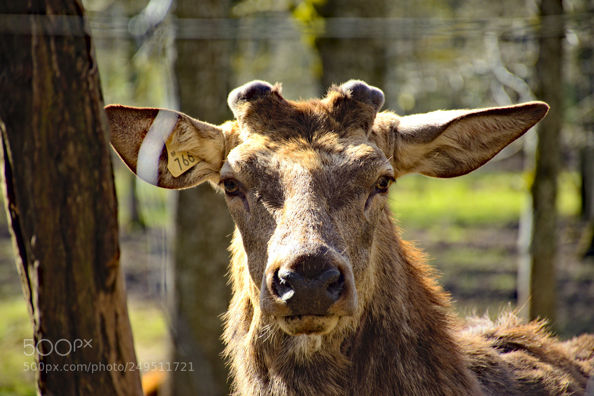 Nikon D5600 sample photo. Cerf photography