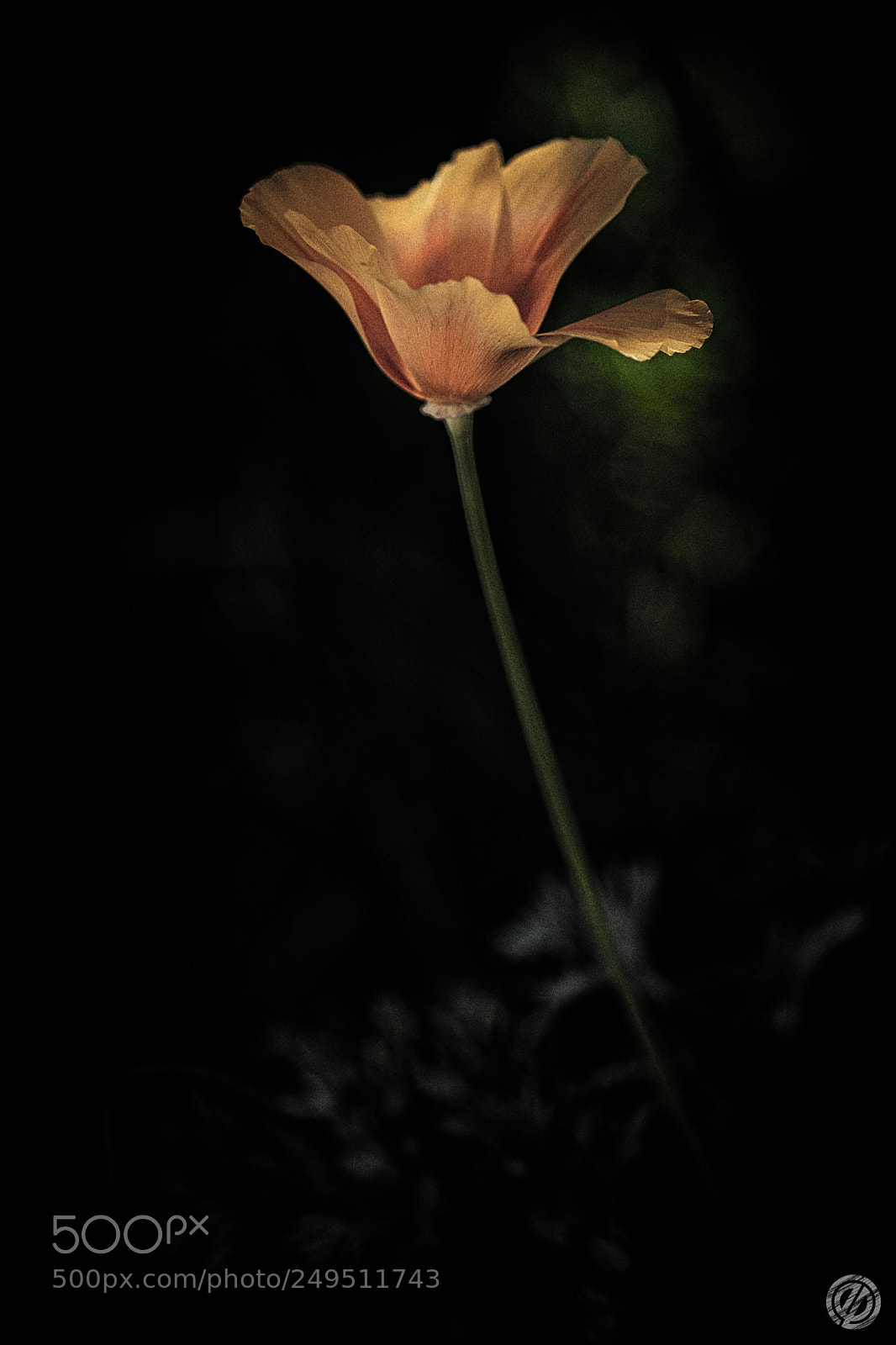 Canon EOS 80D sample photo. Flower photography