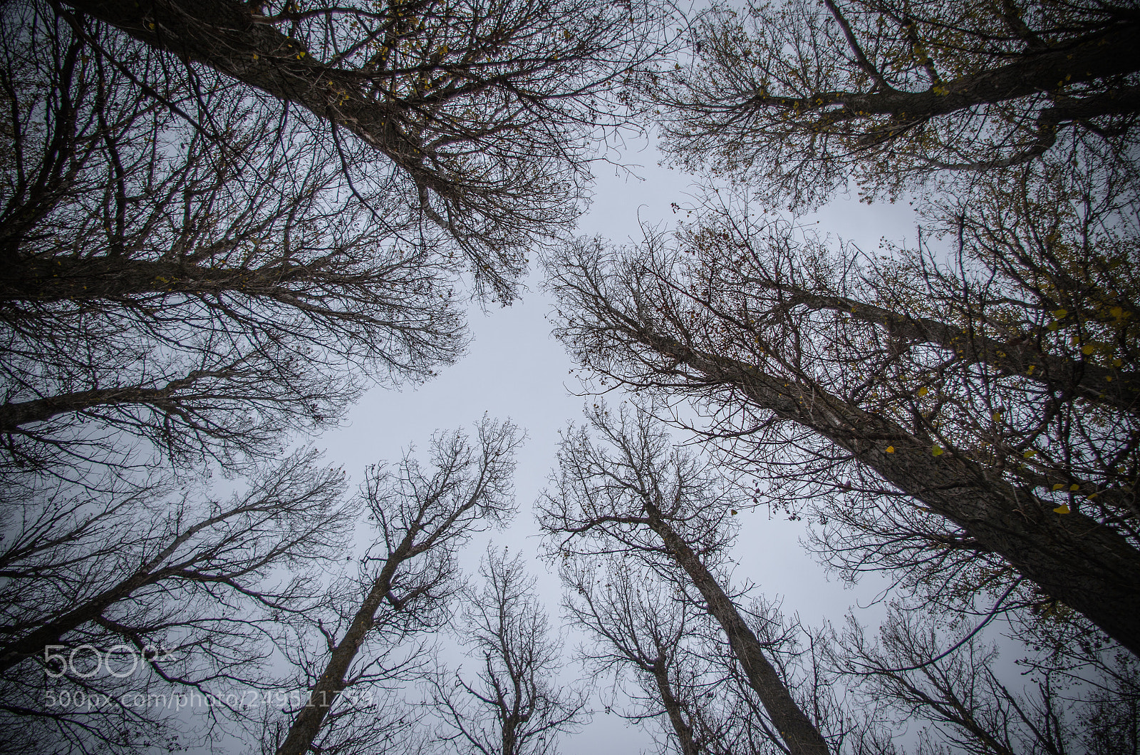 Pentax K-30 sample photo. Giant trees photography