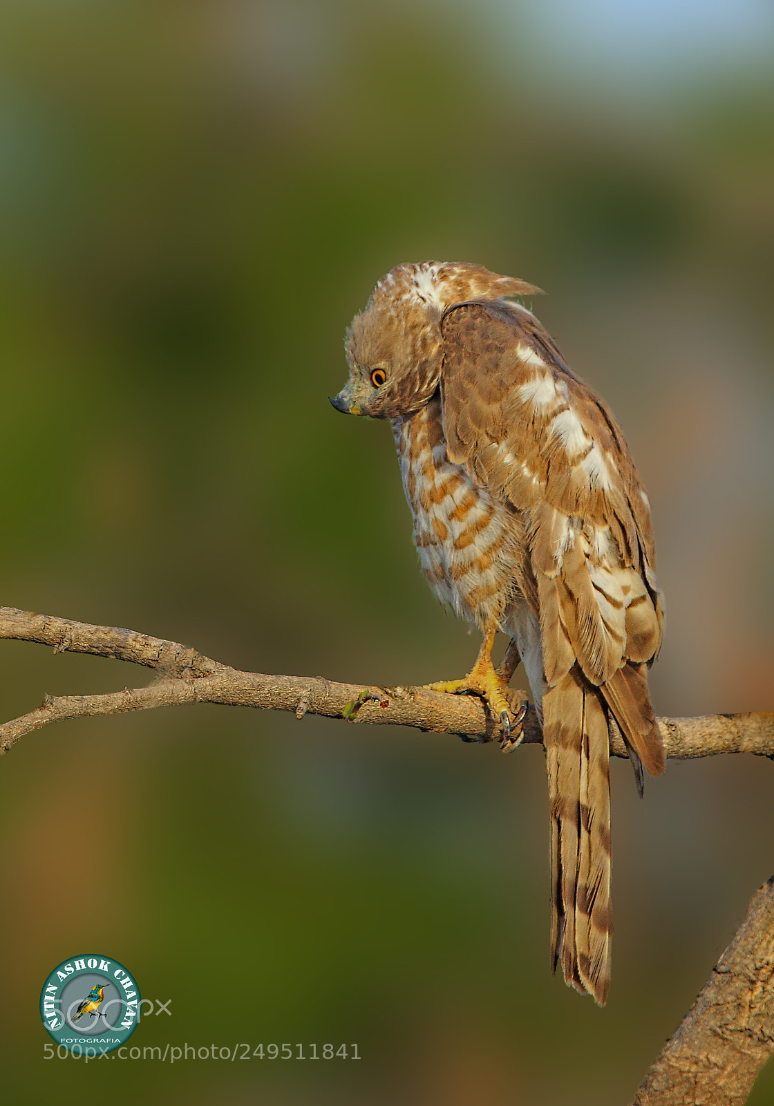 Canon EOS 7D Mark II sample photo. Shikra (juv) photography