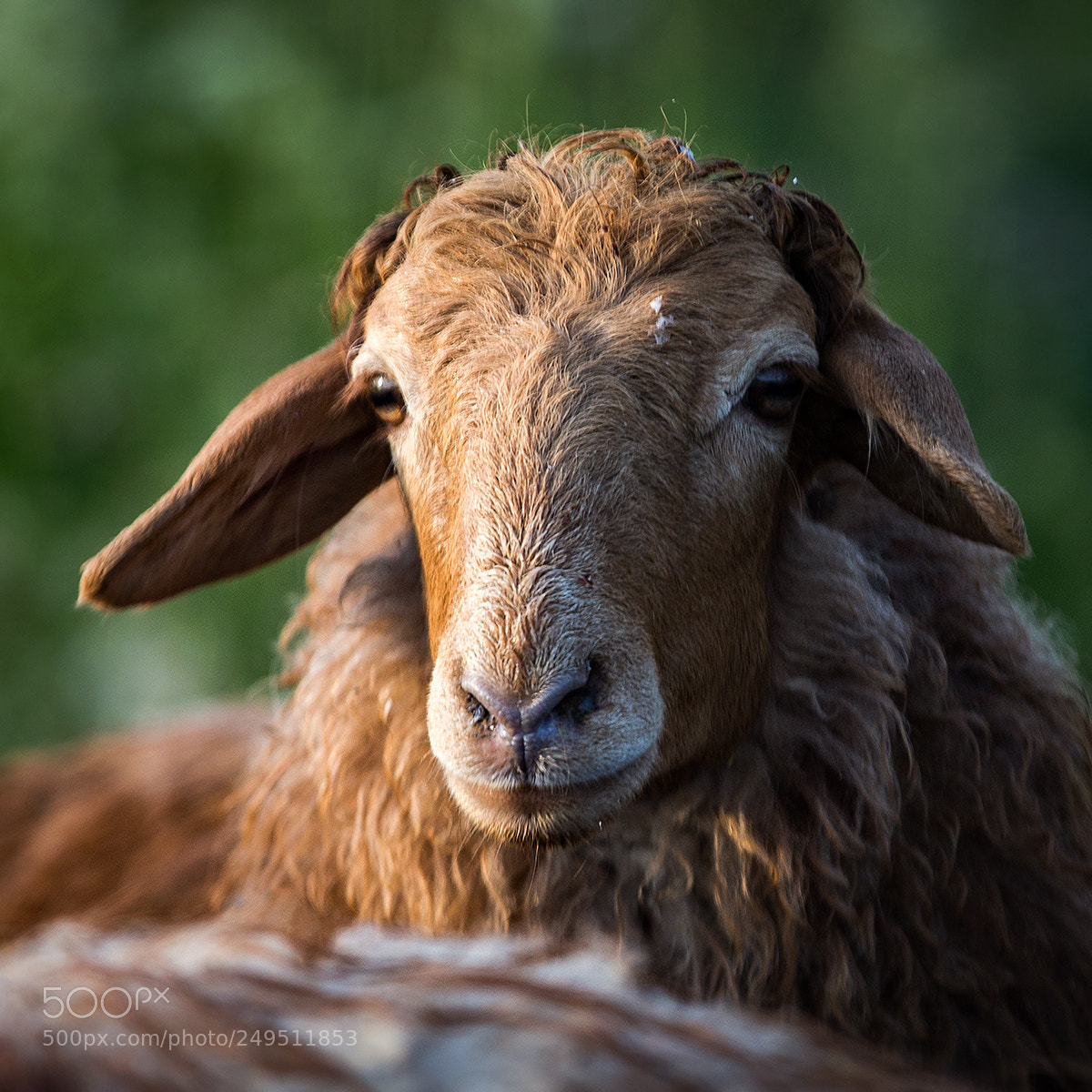 Canon EOS-1D X sample photo. Portrait of sheep 10 photography
