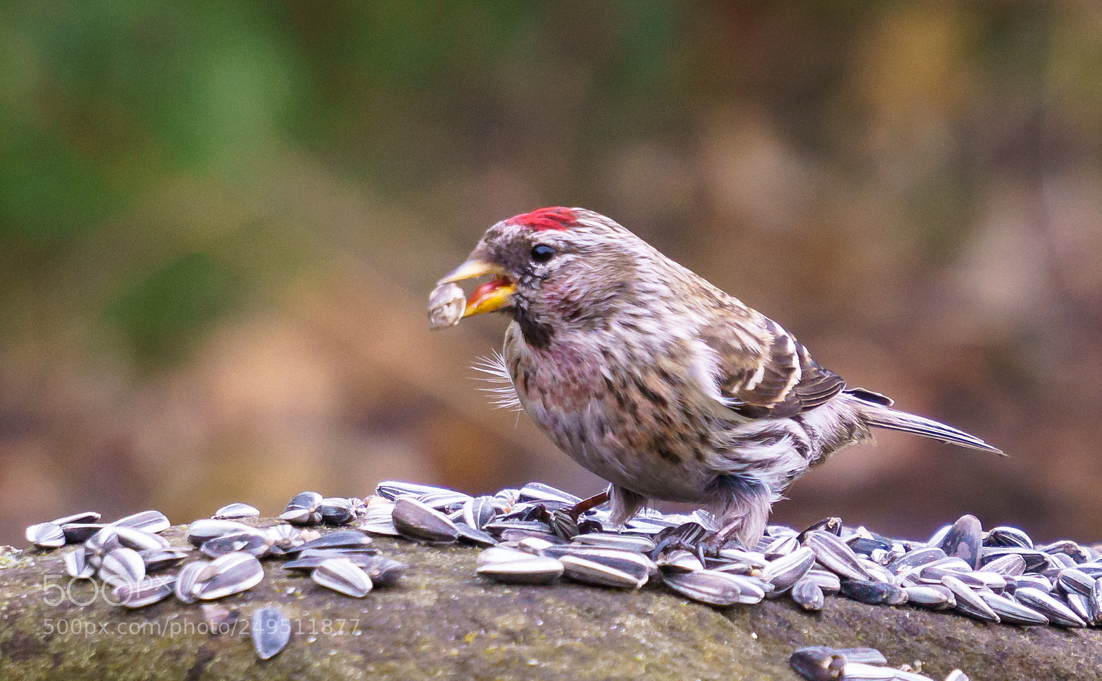 Sony a6000 sample photo. My hungry little friend! photography