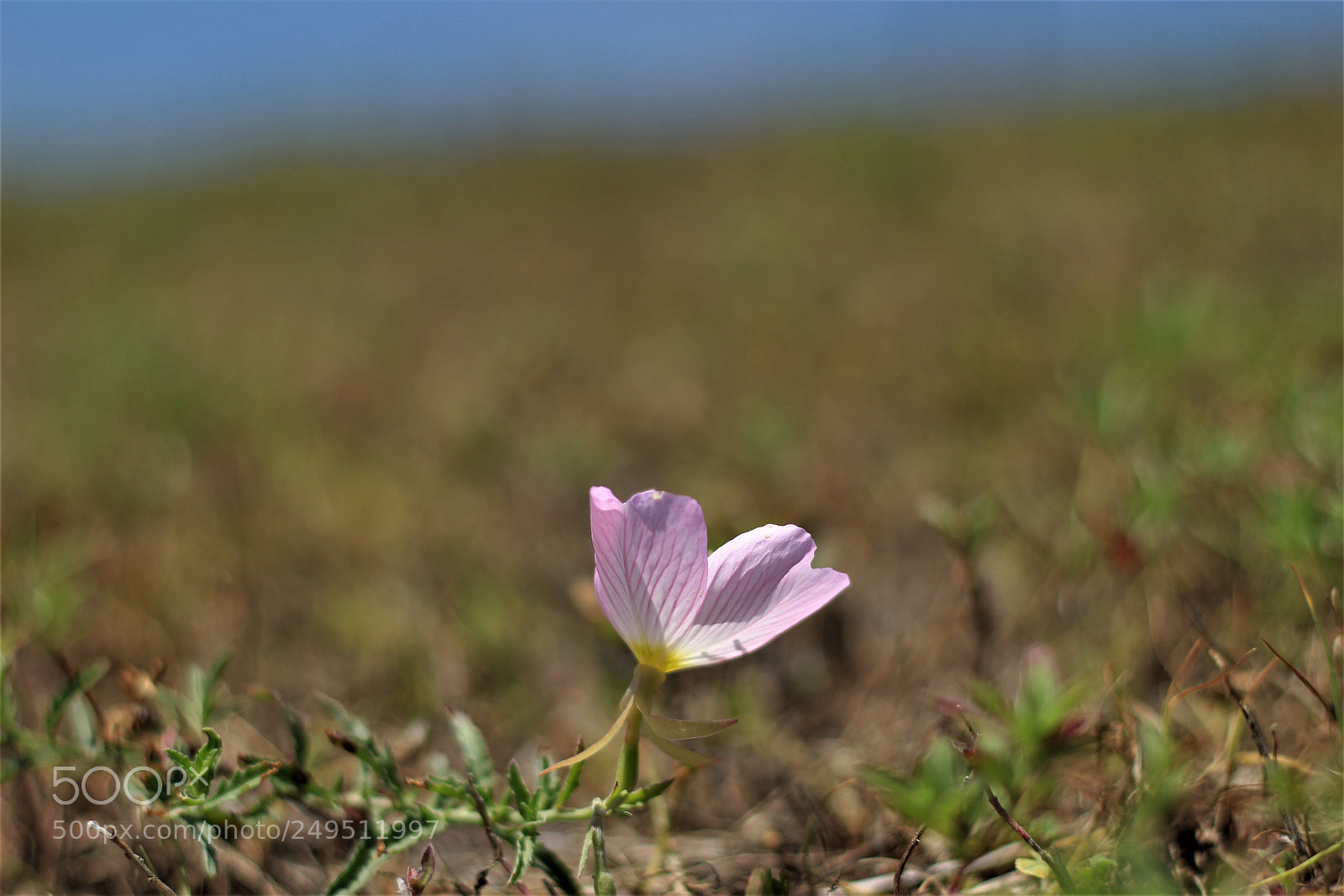 Canon EOS 700D (EOS Rebel T5i / EOS Kiss X7i) sample photo. Pink flower photography