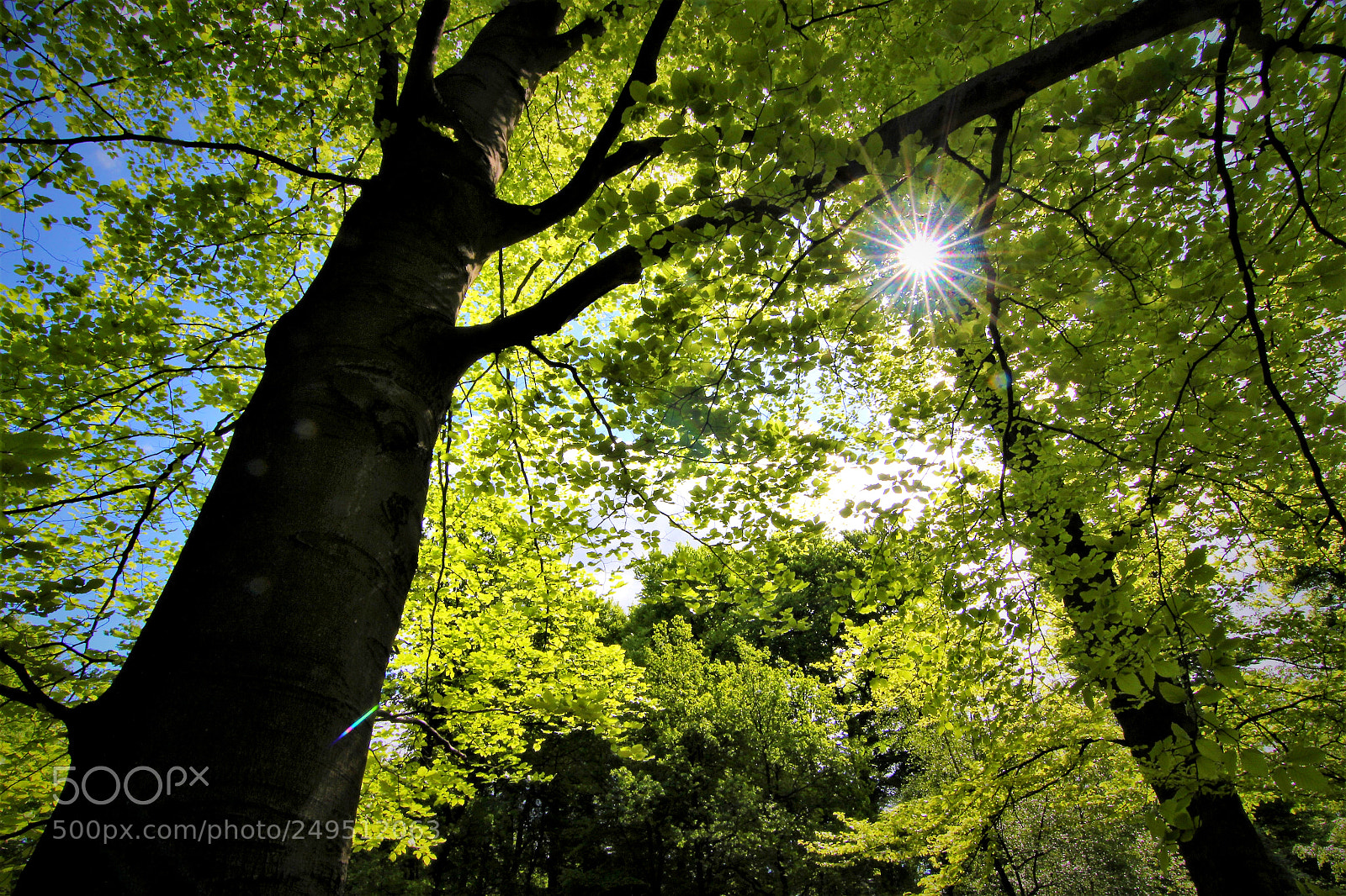 Canon EOS 600D (Rebel EOS T3i / EOS Kiss X5) sample photo. Beech in summer photography