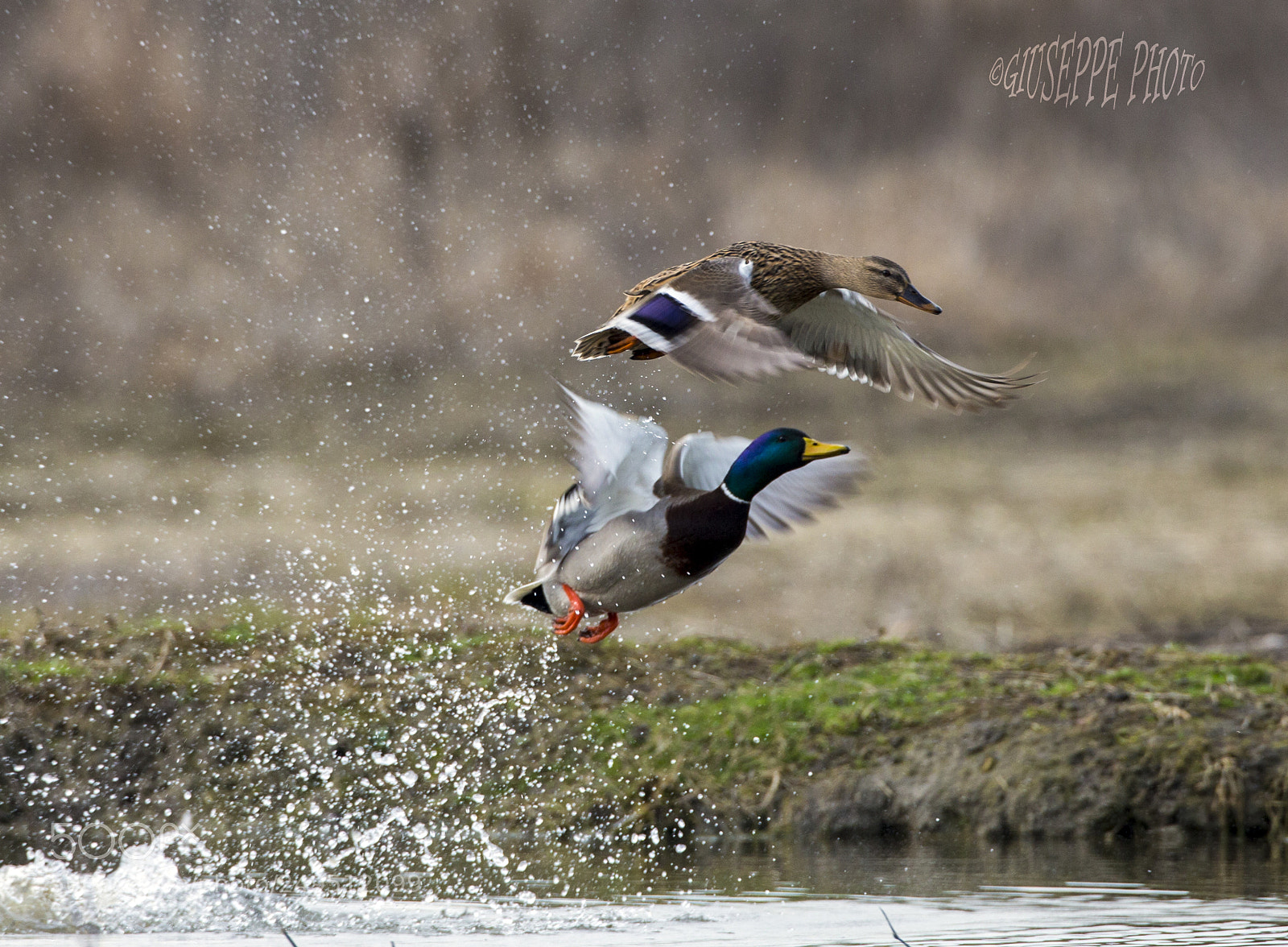 Canon EOS-1D X sample photo. Coppia di germani reali photography