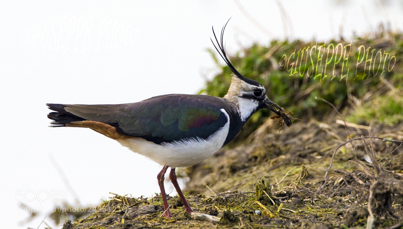 Canon EOS-1D X sample photo. Pavoncella con preda photography