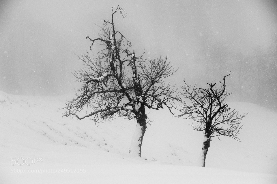 Canon EOS 7D Mark II sample photo. The silence of winter photography