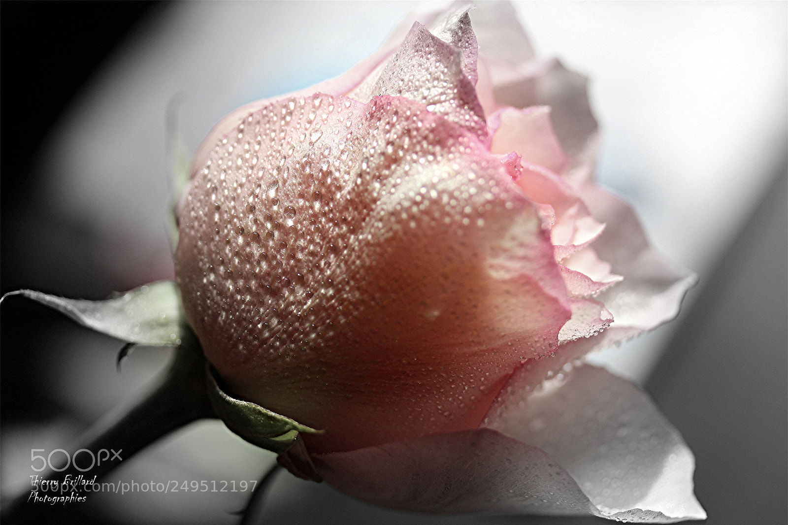 Canon EOS 600D (Rebel EOS T3i / EOS Kiss X5) sample photo. Fragile rose photography