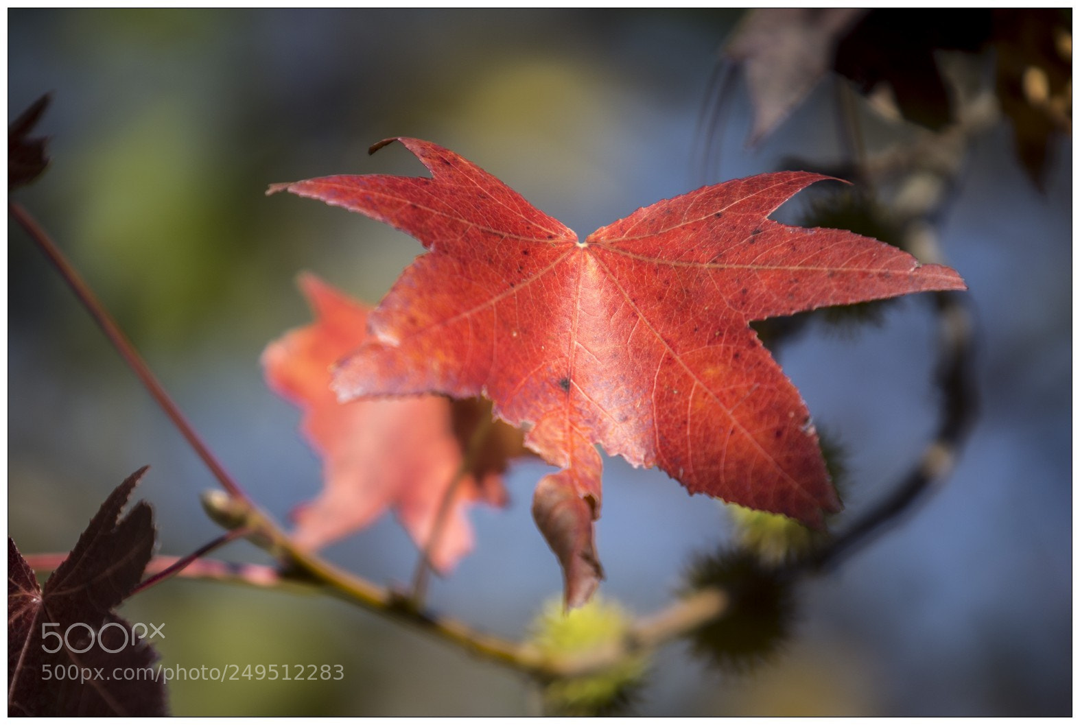 Sony a6000 sample photo. Cikovac photography