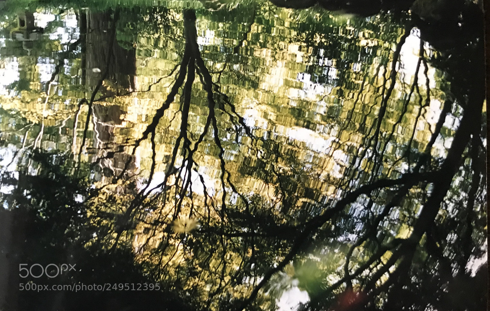 Apple iPhone 7 Plus sample photo. Reflection, golden gate park photography