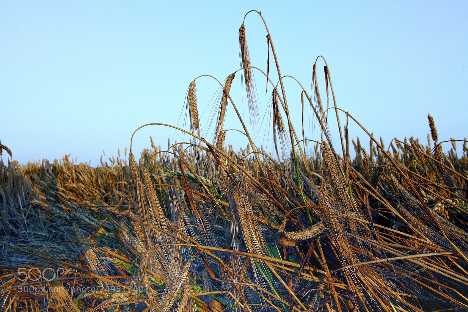 Canon EOS 7D sample photo. Cikovac photography