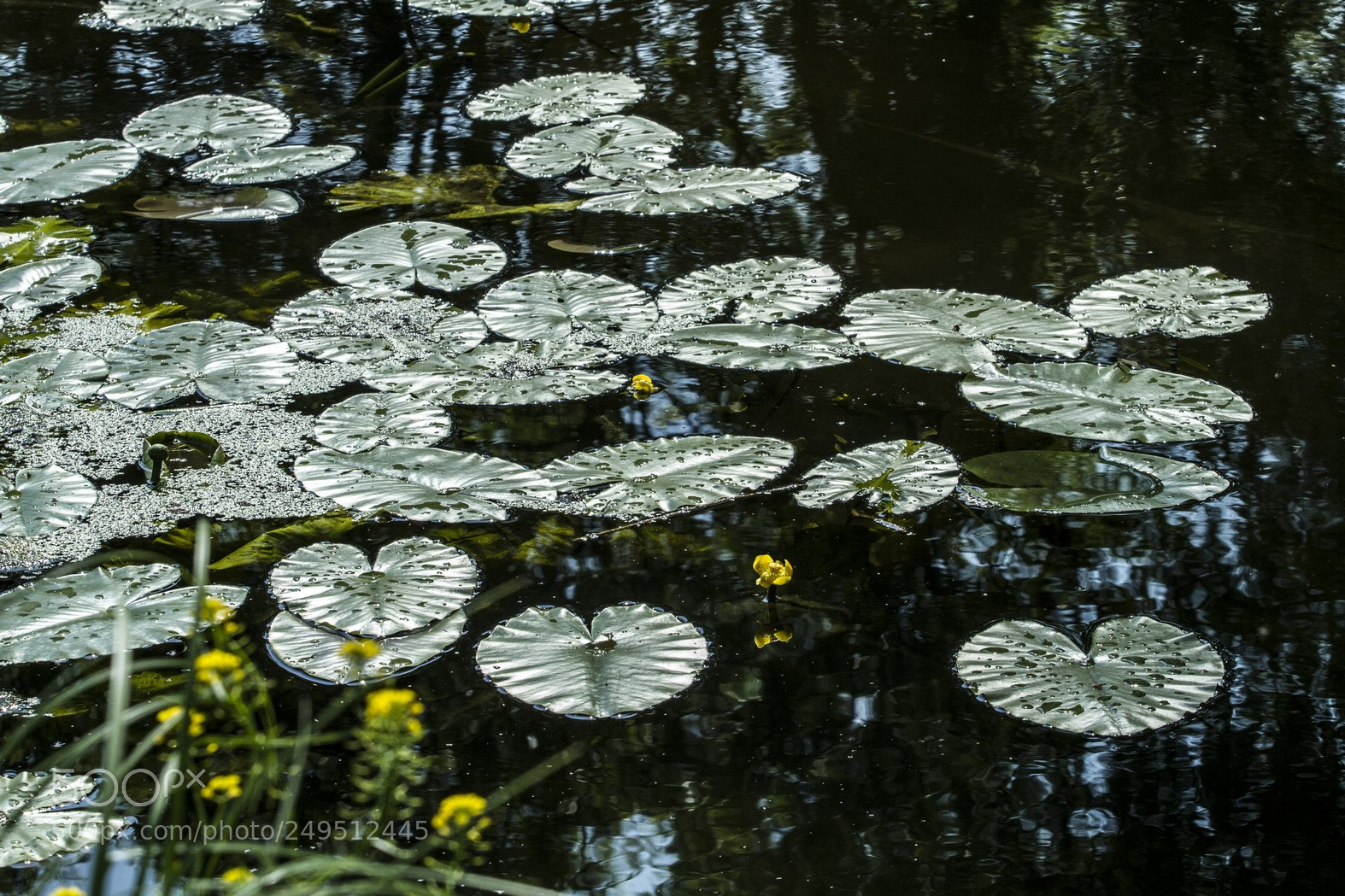 Canon EOS 7D sample photo. Cikovac photography